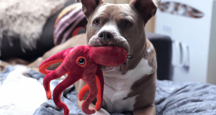 Dog holds Snugarooz Octopus plush in its mouth