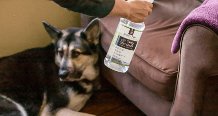 A dog lies at the foot of an upholstered chair while owner spray with Spiffy Paw cleaning spray