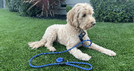 Dog sporting Upcycled Adventure leash