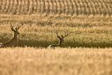 Are Small Food Plots Worth It?