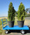 Material Flow Nursery and Plant Platform Truck 30" x 60"