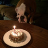 Customized Birthday Cakes for Dogs - All Natural, Organic - Actual Size (4.5" round x 2.25" high)