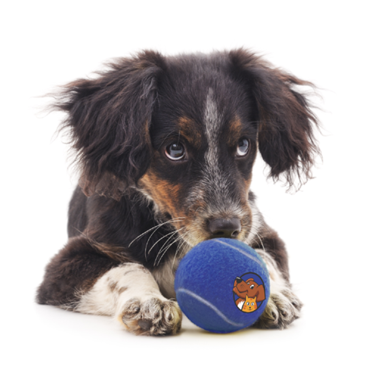 Full Color Imprint Promotional Tennis Balls for Dogs Promotional Dog Toys