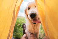 Get To Know The Great Outdoors With Your Dog