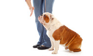 #1 Best Simple Dog Training Method