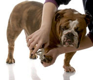 How to Safely Trim Your Pets Nails at Home