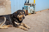 How You Can Support Neglected Pets In Your Area