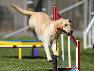 4 Tips to Help Your Dog Get Fit and Stay Healthy