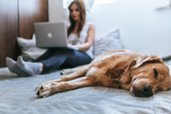 How to Find Balance When Starting a Business with a New Pet in the House