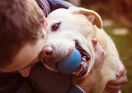 Boosting Your Dog's Happiness: Essential Strategies