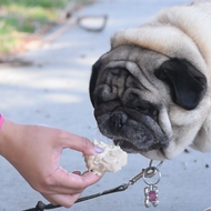 7 Healthy Homemade Summertime Snacks for Your Dog