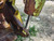 Terex 93S Scraper – 53,000 lb Rated Payload – S/N 27225