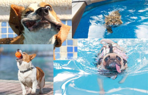 Dunn Wrong - Pets In The Pool!