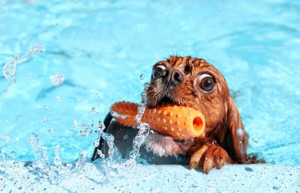 Pool Party Crashers!