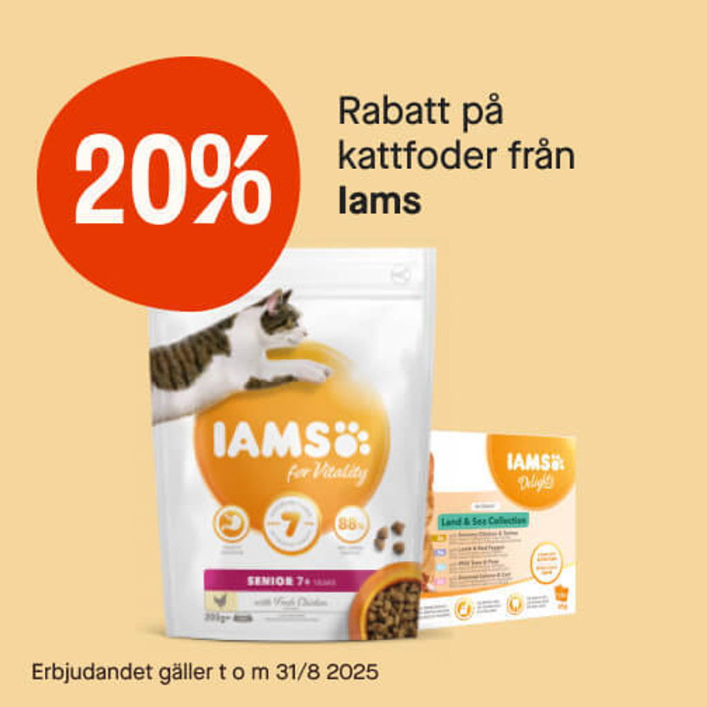 20% Iams katt