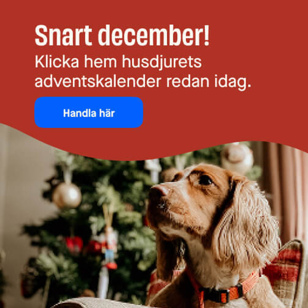 Adventskalendrar