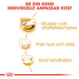 Jack Russell Adult Torrfoder för hund