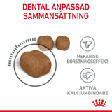 Dental Care Adult Torrfoder för Katt