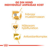 Boxer Adult Torrfoder för hund