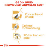 Great Dane Adult Torrfoder för hund