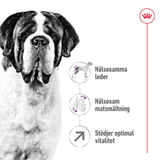 Giant Adult Torrfoder för hund
