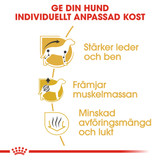 Dachshund Adult Torrfoder för hund