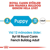 French Bulldog Puppy Torrfoder