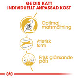 Bengal Adult Torrfoder för katt