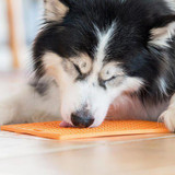 Buddy Slickmatta Hund