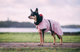 Reflekterande Regnjacka Hund, Rosa utgående