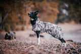 Reflekterande Regnjacka Hund, Camo
