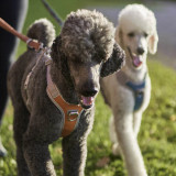 Venture No Pull Hundsele - Bilberry