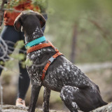 Casual Y-Sele Cinnamon till Hund