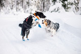 Safe Collar Hundhalsband
