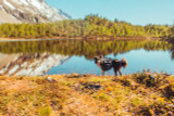 Amundsen Pro-Dog Backpack
