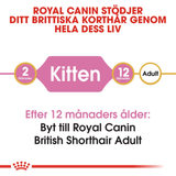 British Shorthair Torrfoder för Kattunge