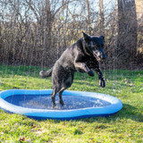 Dog Splash Pool