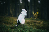 Reflekterande Regnjacka Hund, Emerald