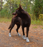 Light Patch Sommarsko till Hundar