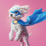 Dog Adult Lamb & Rice Torrfoder för Hund