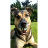 Grinz hundboll Orange