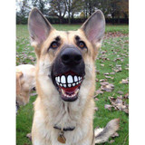 Grinz hundboll Orange