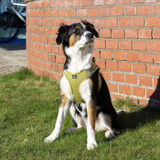 Air Mesh Sele för Hund