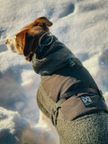 Wool Dog Jacket, dark teal