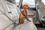 Car Safety Belt Säkerhetsbälte 2.0 till Hund