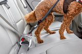 Car Safety Belt Säkerhetsbälte 2.0 till Hund