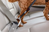 Car Safety Belt Säkerhetsbälte 2.0 till Hund