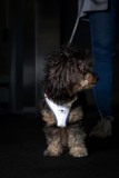 Vest Clasp Glow Hundsele
