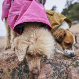 Monsoon Coat Ruby ECO II - Regnjacka till Hund