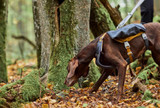 Expedition Pack ECO Hundsele